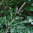 Portraitfoto Molinia arundinacea