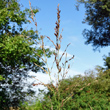 Portraitfoto Molinia caerulea