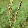 Blütenfoto Molinia caerulea