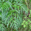 Portraitfoto Molopospermum peloponnesiacum