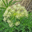 Bl&uuml;tenfoto Molopospermum peloponnesiacum