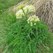 Habitusfoto Molopospermum peloponnesiacum