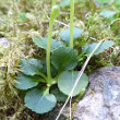 Blätterfoto Moneses uniflora