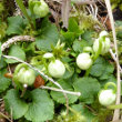 Foto der Jungpflanze Moneses uniflora