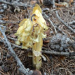 Portraitfoto Monotropa hypopitys