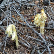 Habitusfoto Monotropa hypopitys