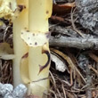 Blätterfoto Monotropa hypopitys