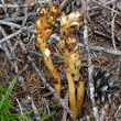 Foto von Besonderheit Monotropa hypopitys