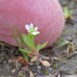 Bl&uuml;tenfoto Montia fontana subsp. chondrosperma