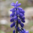 Portraitfoto Muscari botryoides