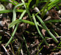 Blätterfoto Muscari botryoides