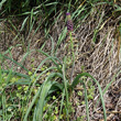 Habitusfoto Muscari comosum