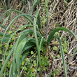 Blätterfoto Muscari comosum