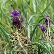 Foto von Besonderheit Muscari comosum