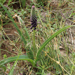 Foto der Jungpflanze Muscari comosum