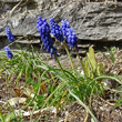 Habitusfoto Muscari neglectum