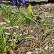 Blätterfoto Muscari neglectum