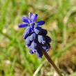 Portraitfoto Muscari racemosum