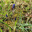 Habitusfoto Muscari racemosum