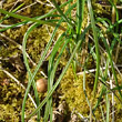 Blätterfoto Muscari racemosum