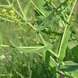 Blätterfoto Myagrum perfoliatum