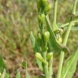 Fruchtfoto Myagrum perfoliatum