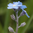 Foto von Besonderheit Myosotis alpestris