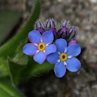 Portraitfoto Myosotis alpestris