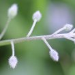 Fruchtfoto Myosotis arvensis