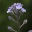 Blütenfoto Myosotis arvensis