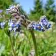 Portraitfoto Myosotis arvensis