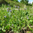 Habitusfoto Myosotis arvensis