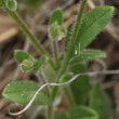 Blätterfoto Myosotis ramosissima