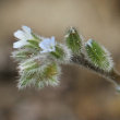 Blütenfoto Myosotis ramosissima