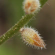 Fruchtfoto Myosotis ramosissima