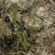 Habitusfoto Myosotis ramosissima