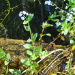 Habitusfoto Myosotis scorpioides