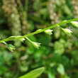 Foto von Besonderheit Myosotis scorpioides