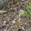 Habitusfoto Myosotis stricta