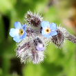 Portraitfoto Myosotis stricta