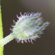 Foto von Besonderheit Myosotis sylvatica