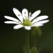 Foto von Besonderheit Myosoton aquaticum