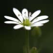 Foto von Besonderheit Myosoton aquaticum