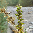 Fruchtfoto Myricaria germanica