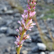 Blütenfoto Myricaria germanica