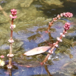 Portraitfoto Myriophyllum spicatum