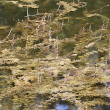 Habitusfoto Myriophyllum spicatum