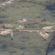 Bl&auml;tterfoto Myriophyllum spicatum