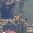 Bl&uuml;tenfoto Myriophyllum spicatum