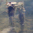 St&auml;ngel-/Stammfoto Myriophyllum spicatum